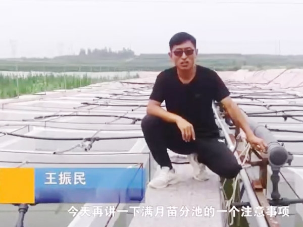 赢多多满月苗的注重事项