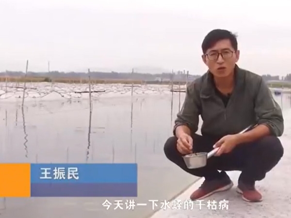 赢多多干枯病爆发涯纪律及防治要领