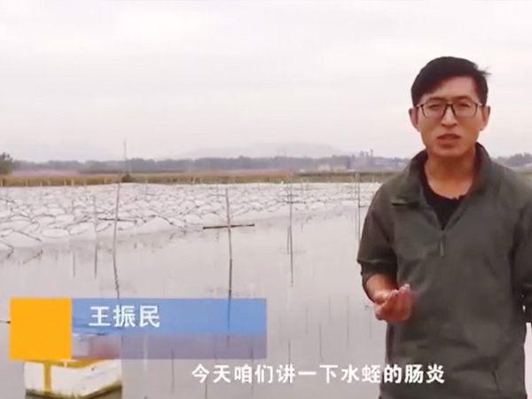 赢多多胀气型肠炎爆发纪律及防治要领