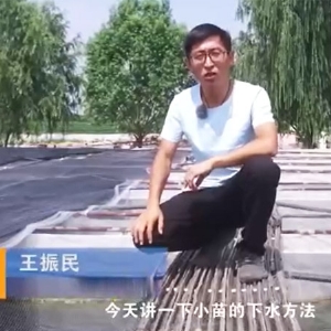 赢多多小苗的下水要领