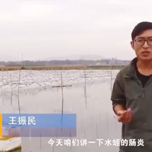 赢多多胀气型肠炎爆发纪律及防治要领